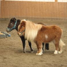 Lola & Alf - Ideal für die kleinen Reiter